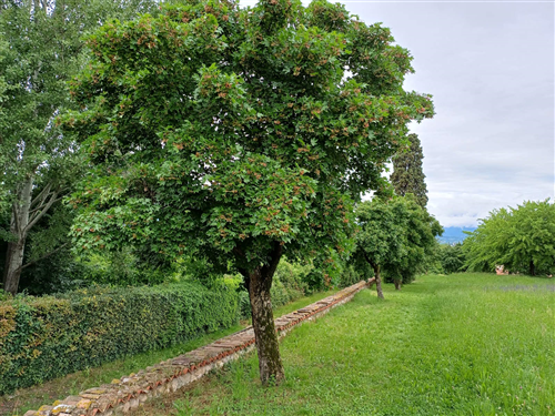 Alberi per la Pianura Veneta 2026