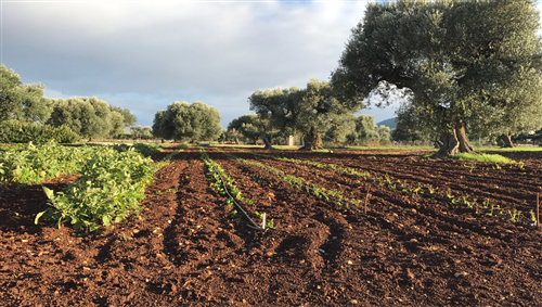 Avviso asta per Affitto terreni agricoli